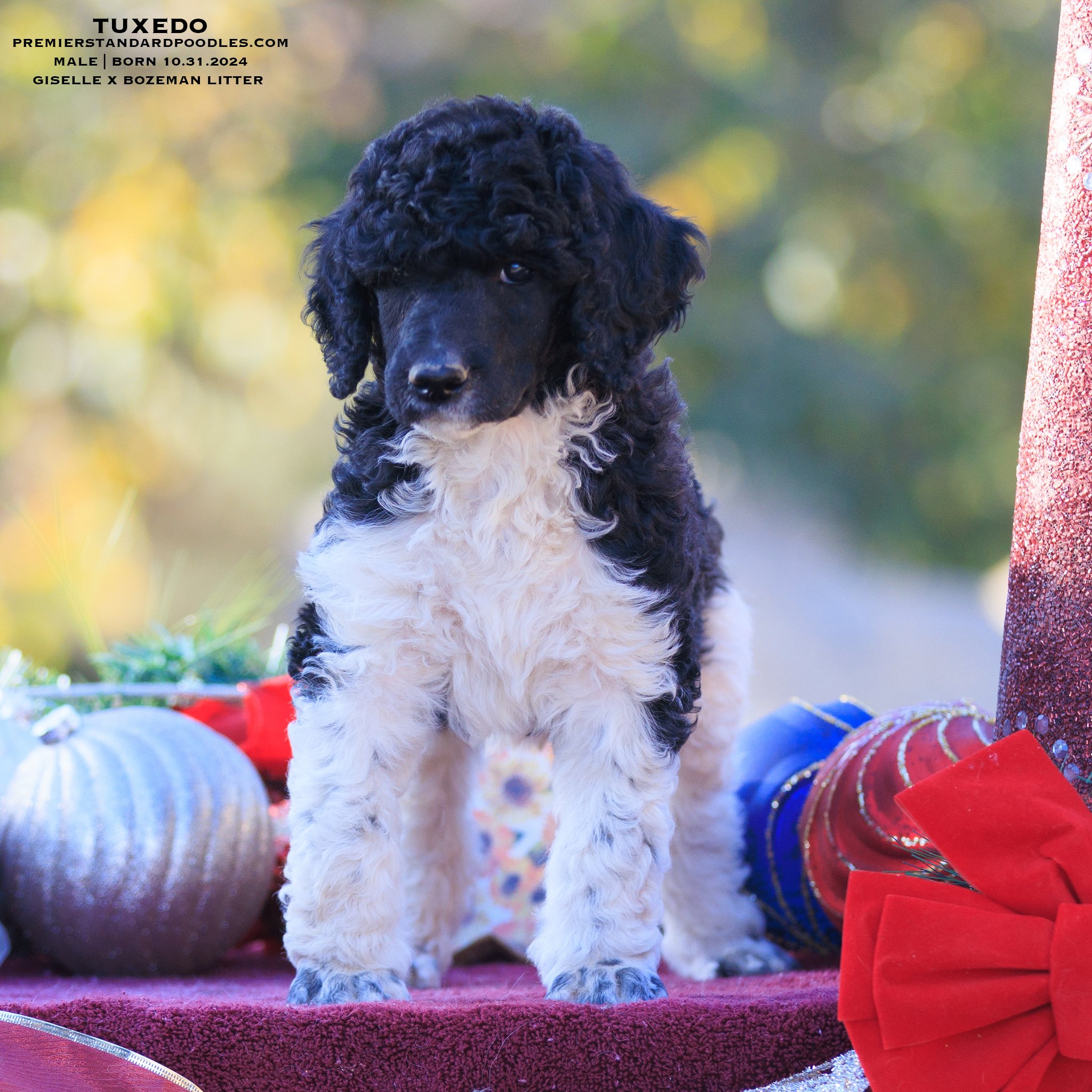 【pois】square poodle onepiece / white pois】square poodle onepiece / white skusku7700429.jpg?1705957242469